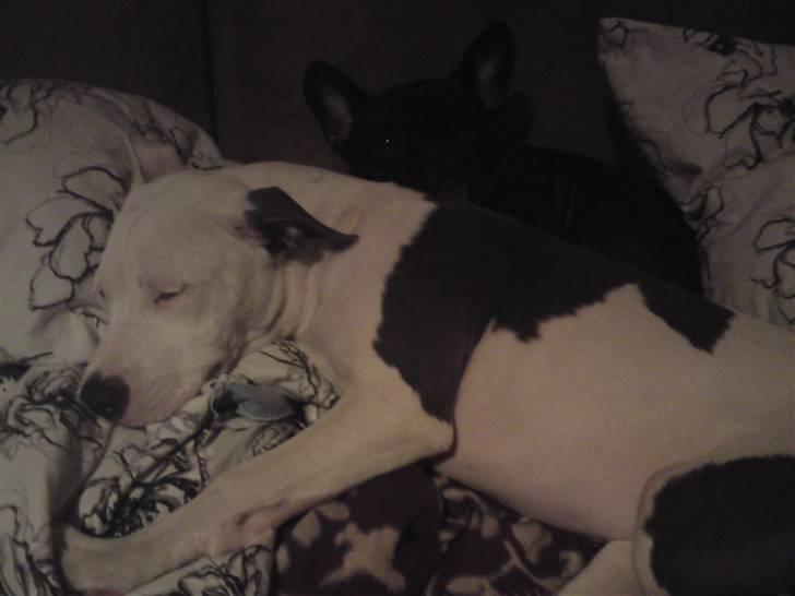 Amerikansk staffordshire terrier Armani (Mani/Mamme) (Himmelhund) billede 12