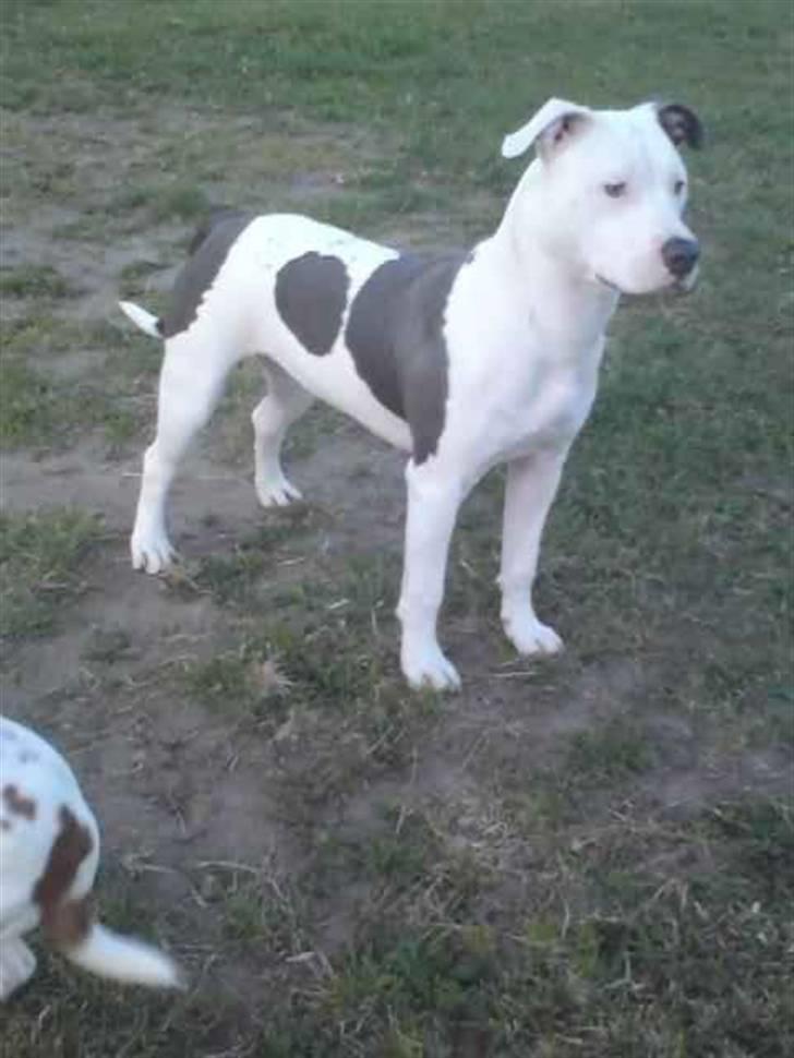 Amerikansk staffordshire terrier Armani (Mani/Mamme) (Himmelhund) billede 13