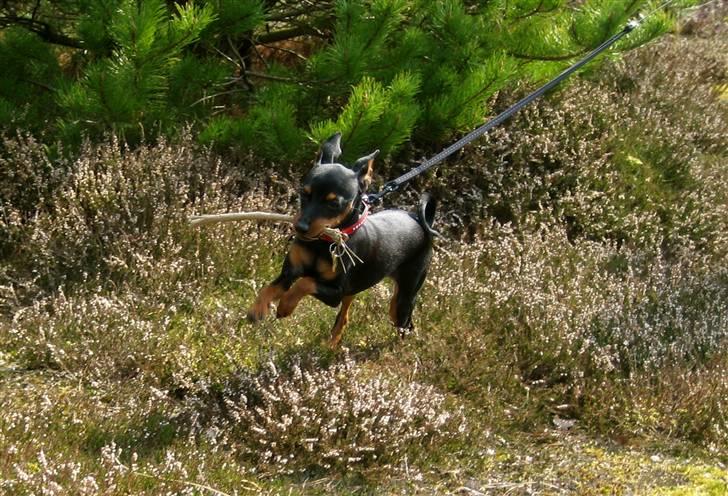 Dvaergpinscher Rødkildes Scirocco - I sommerhus -fuld fart på billede 13