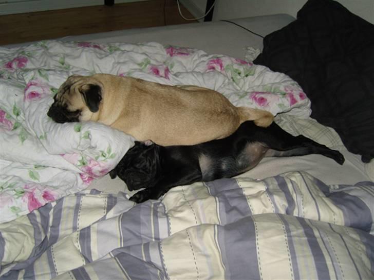 Mops Sydney billede 8