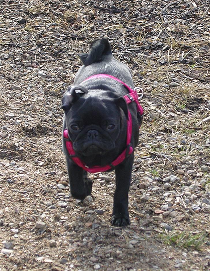 Mops Sydney billede 9