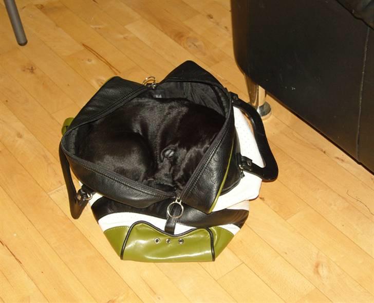 Mops Sydney - Efter at have ledt længe efter Sydney, fandt vi hende :o) billede 10