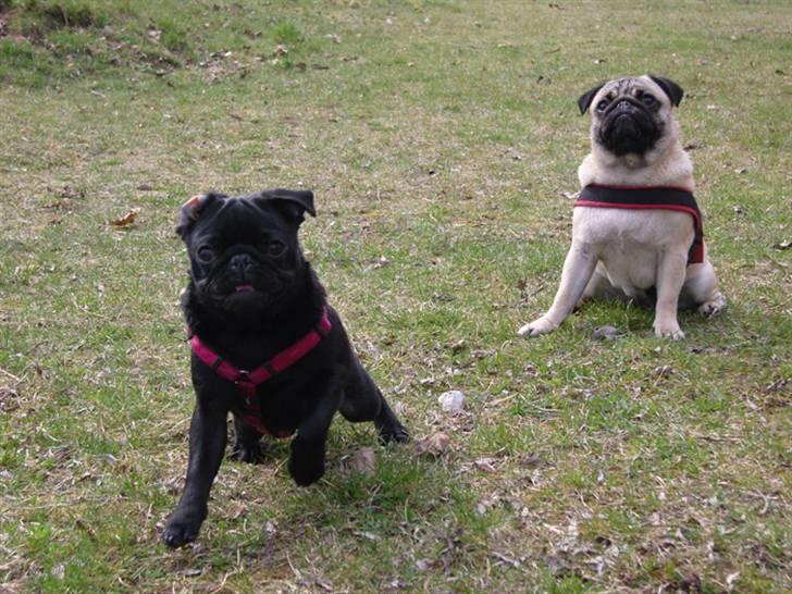 Mops Sydney billede 11