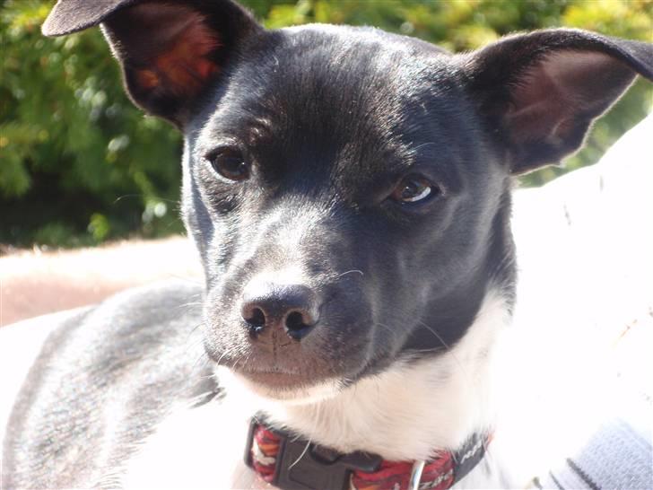 Dansk svensk gaardhund Badmans Kida billede 5