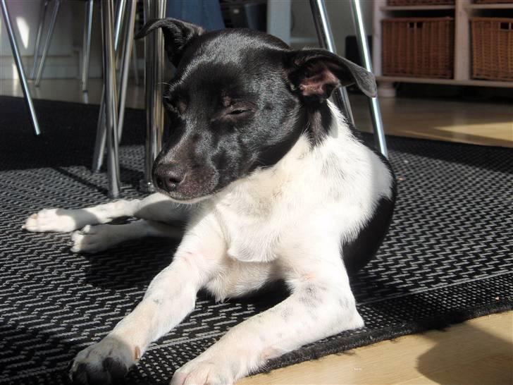 Dansk svensk gaardhund Badmans Kida - Nyder solen billede 6