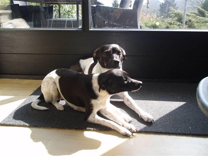 Dansk svensk gaardhund Badmans Kida - en af de første dage billede 7