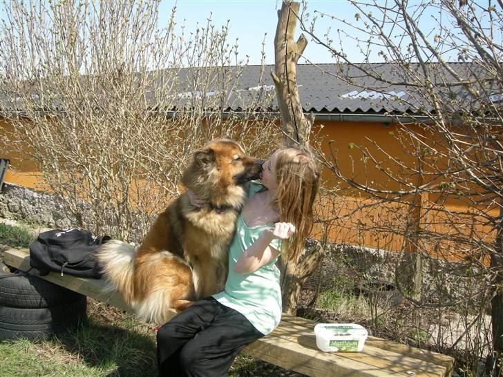 Eurasier kennel Eurojou - Billedet taler for sig selv billede 18