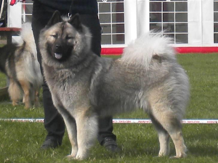 Eurasier kennel Eurojou - Mynte på Eurasier udstilling år 2009. 1 vinder af Champ tæverne :) 2 bedste tæve på udstillingen billede 19