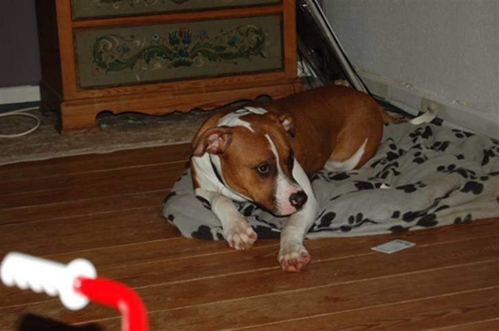 Amerikansk bulldog Luna - Øv hvorfor skal jeg altid ligge i min kurv - det er kedeligt... billede 6