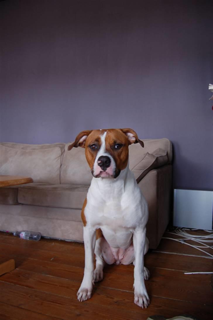 Amerikansk bulldog Luna - Se hvor stor jeg er blevet - nu fylder jeg næsten hele sofaen når jeg strækker mig billede 7