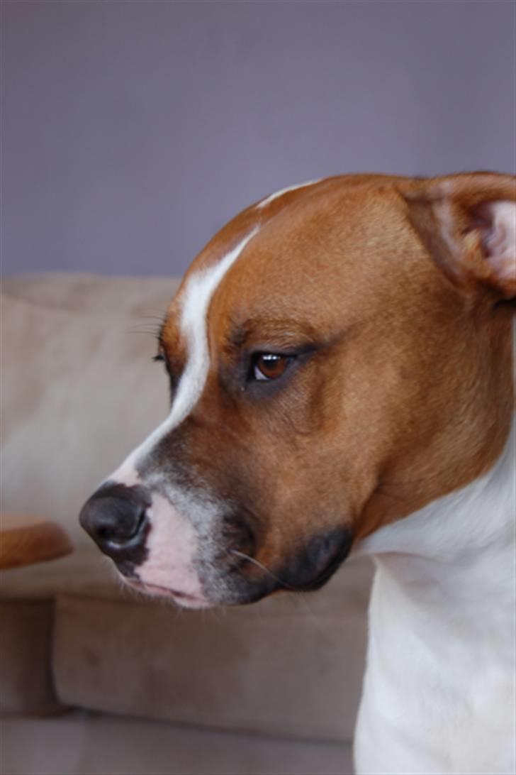 Amerikansk bulldog Luna - Jeg bliver helt pinlig når du fotograferer mig så meget, moar lad nu være!! billede 8