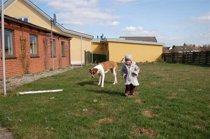 Amerikansk bulldog Luna - Luna og min dejlige datter i vores have (min datter er 21 mdr) billede 9