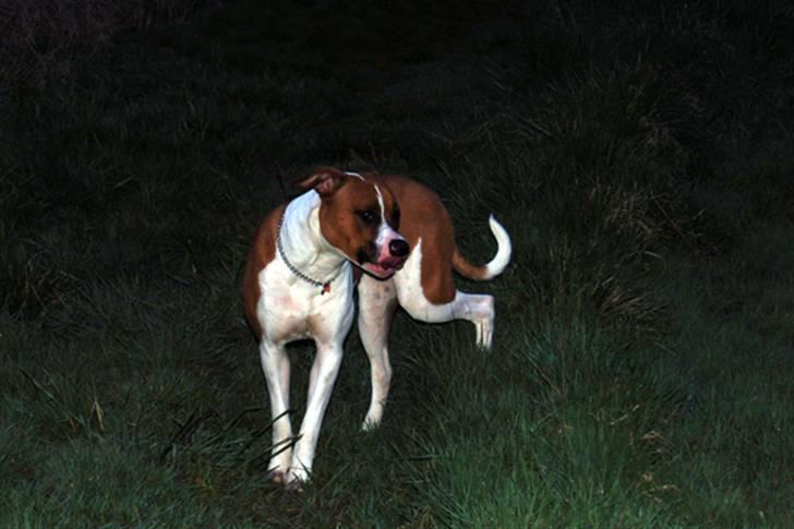 Amerikansk bulldog Luna - Luna på aften gåtur efter en laaaaaaaaang påskeferie i hundepension billede 10