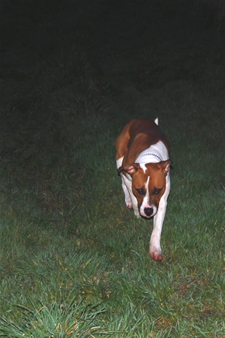 Amerikansk bulldog Luna - Mor du må ikke gå for langt væk altså  billede 11