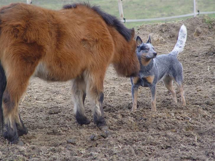 Australsk cattledog Chantal - Sweet Azurs billede 1