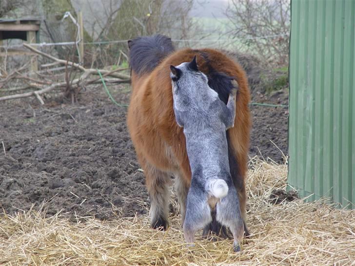 Australsk cattledog Chantal - Sweet Azurs billede 2