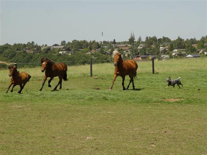 Australsk cattledog Chantal - Sweet Azurs billede 3