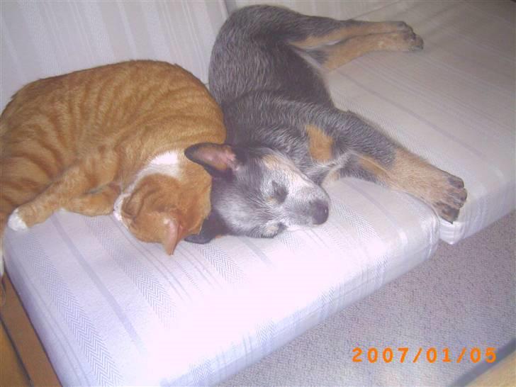 Australsk cattledog Chantal - Sweet Azurs billede 4