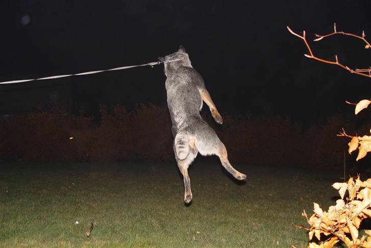 Australsk cattledog Chantal - Sweet Azurs billede 5