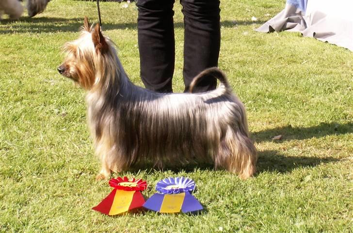 Australian silky terrier Marimias Make-Me-True - Så fint kan jeg gøre det. billede 1