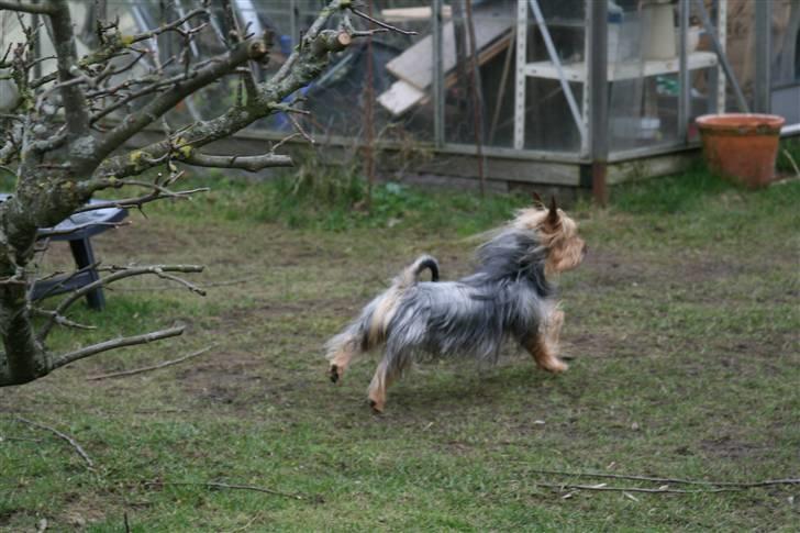 Australian silky terrier Marimias Make-Me-True - Der er fart over feltet når vi leger billede 2