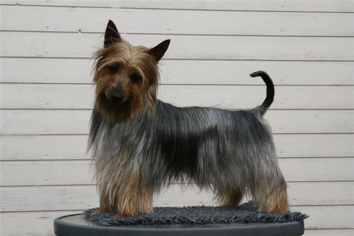 Australian silky terrier Marimias Make-Me-True - Det her gider jeg ikke. billede 3