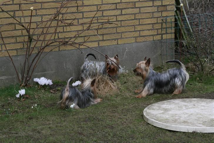 Australian silky terrier Marimias Make-Me-True - Her leger jeg med 2 af mine damer billede 5