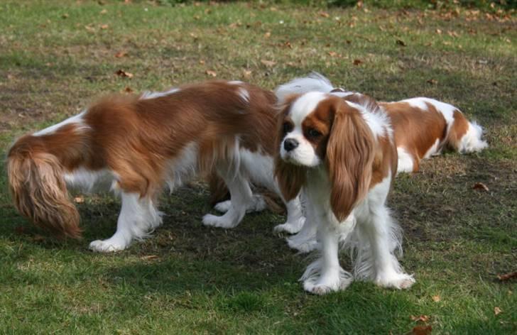 Cavalier king charles spaniel Donna - Donna - Lunel til venstre billede 13
