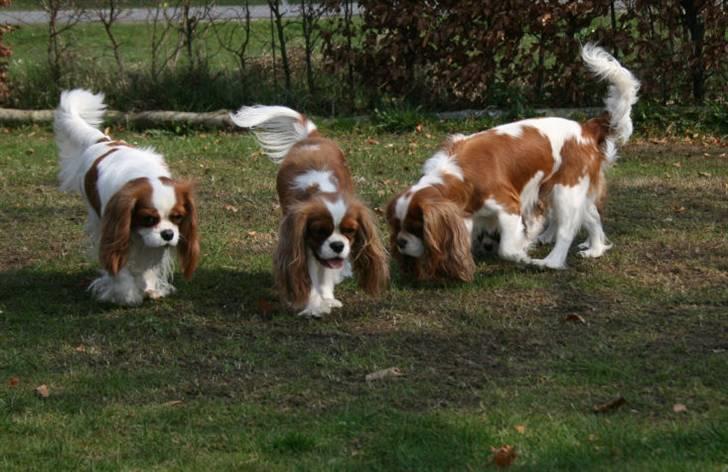 Cavalier king charles spaniel Donna - Tøserne: Donna - Lunelle og Molly. billede 14