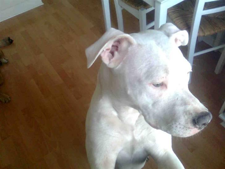 Amerikansk staffordshire terrier *bor hos min eks nu*Chica - Uhhh, er det min farmand der kommer hjem nu? billede 13