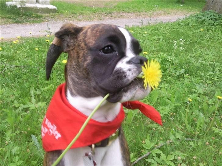 Boxer Elipet's Cally (Ally) - Jeg har lige fundet en flot blomst (22 uger) billede 10