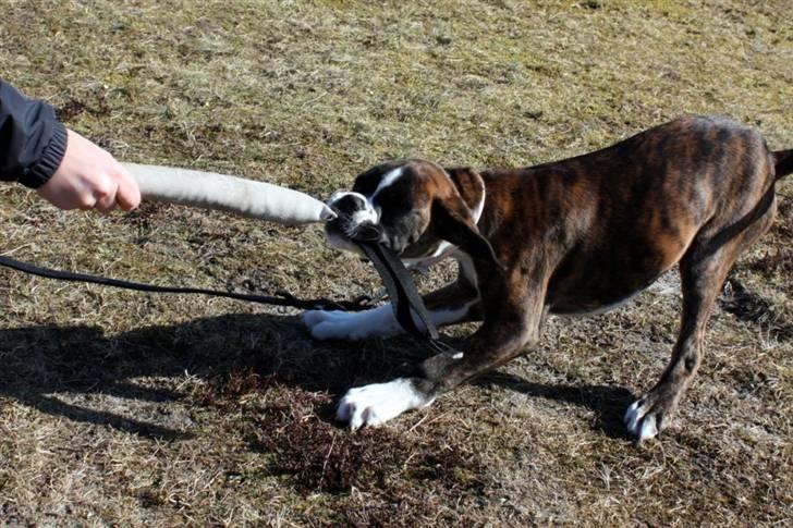 Boxer Elipet's Cally (Ally) - Leg skal der også være plads til (12 uger) billede 17