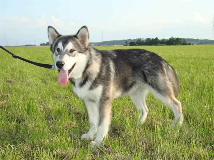 Alaskan malamute Paha Sapa Mals Iqaros billede 1