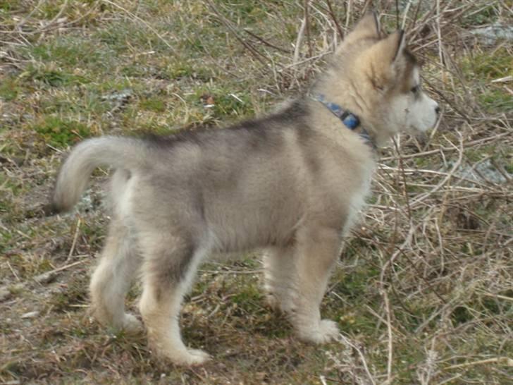 Alaskan malamute Paha Sapa Mals Iqaros billede 2