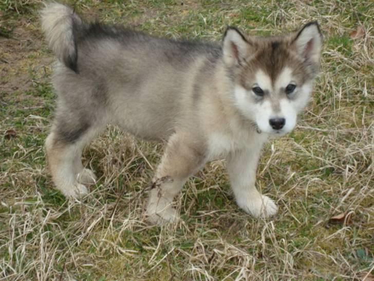 Alaskan malamute Paha Sapa Mals Iqaros billede 3