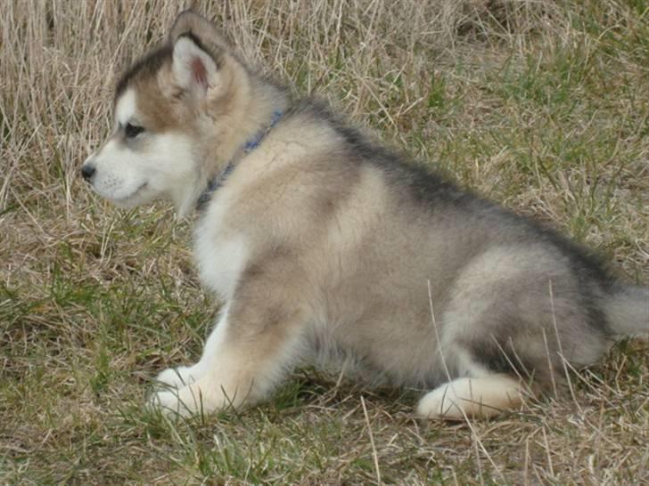 Alaskan malamute Paha Sapa Mals Iqaros billede 4