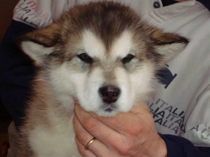 Alaskan malamute Paha Sapa Mals Iqaros billede 5