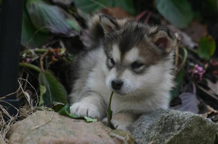 Alaskan malamute Paha Sapa Mals Iqaros billede 6