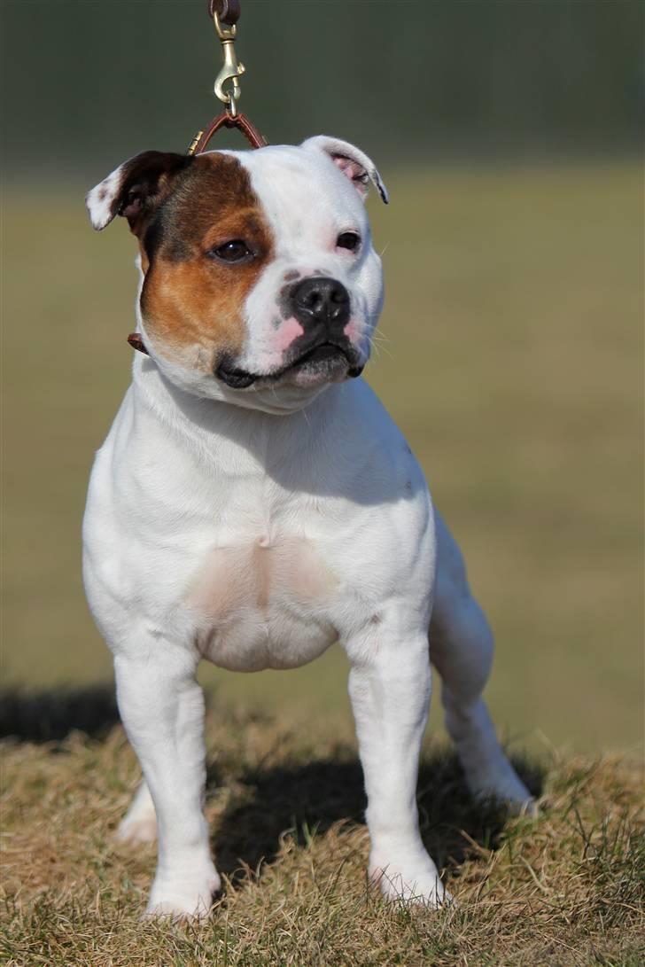 Staffordshire bull terrier Ashlan billede 1