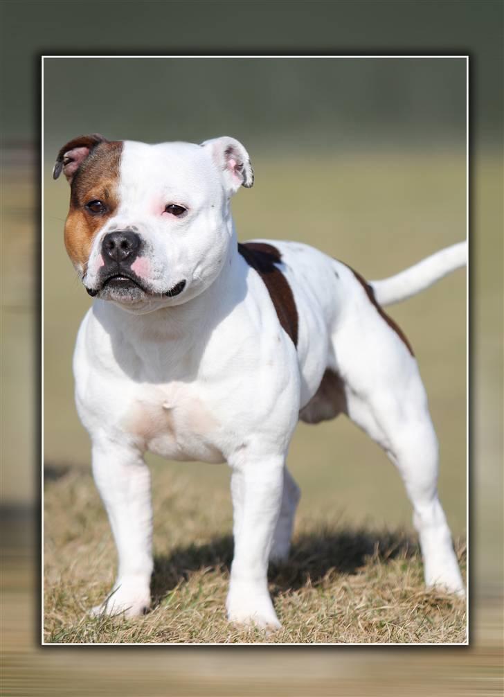 Staffordshire bull terrier Ashlan billede 3