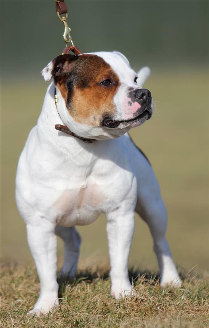 Staffordshire bull terrier Ashlan billede 4