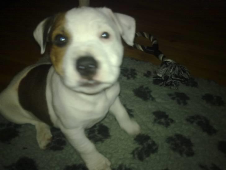 Staffordshire bull terrier Ashlan billede 6