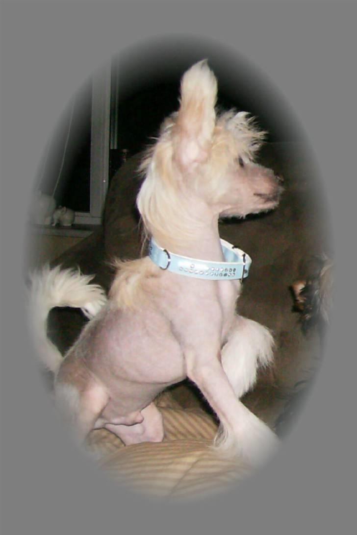 Chinese crested hårløs Cappuccino - Hej - Jeg hedder Cappuccino. billede 1