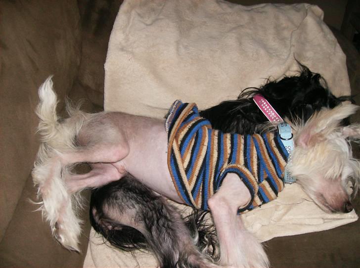 Chinese crested hårløs Cappuccino - Jeg flader lige ud,oven på Sadie. billede 2