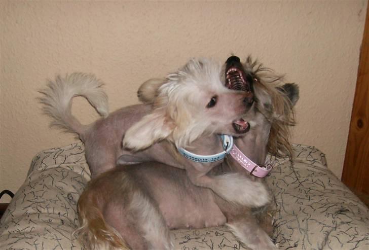 Chinese crested hårløs Cappuccino - Her leger jeg med Neva. billede 3