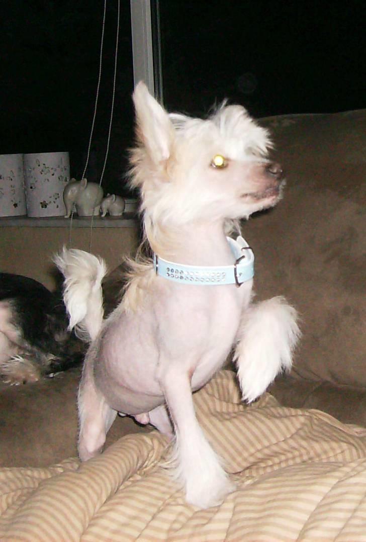 Chinese crested hårløs Cappuccino - De siger jeg ligner en dressur-hest - altså !! billede 4