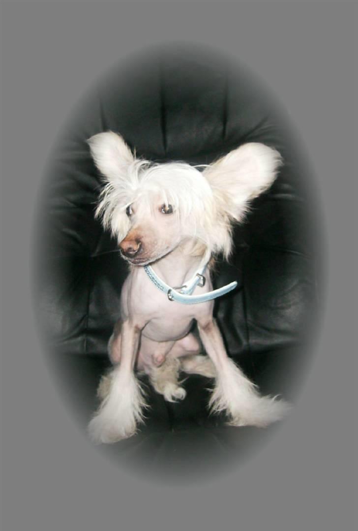 Chinese crested hårløs Cappuccino - Skønne Cappuccino. billede 5