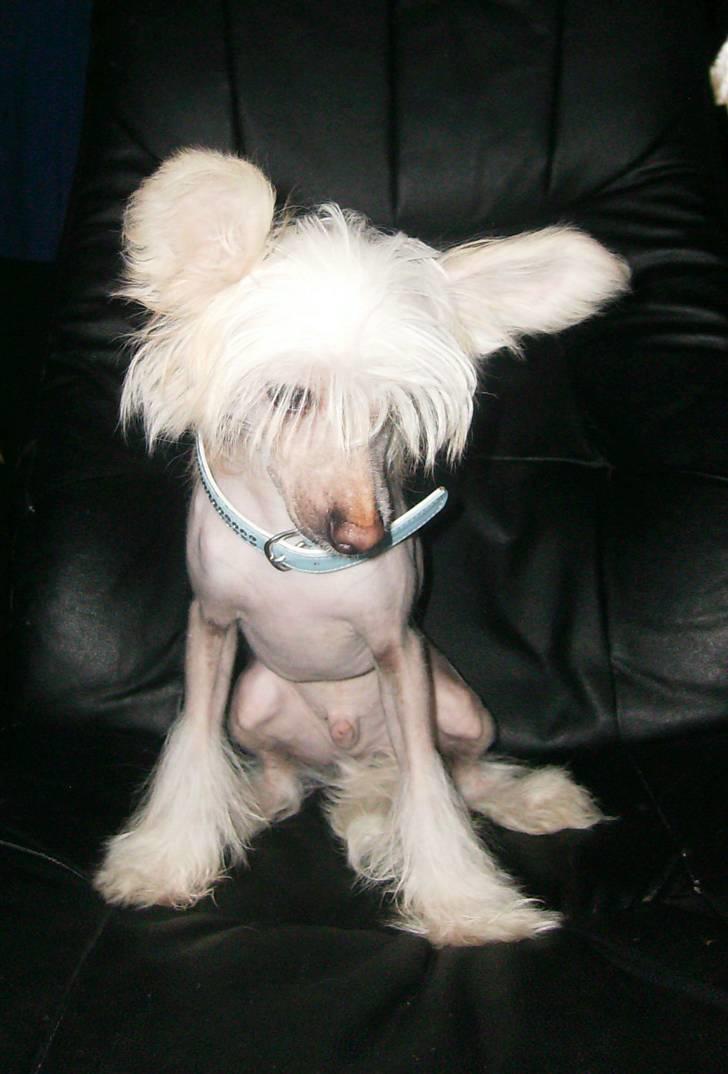 Chinese crested hårløs Cappuccino - Dejlig dreng. billede 6
