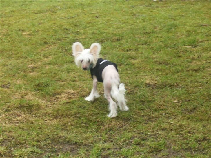 Chinese crested hårløs Cappuccino - Kommer I og leger med mig ? billede 7