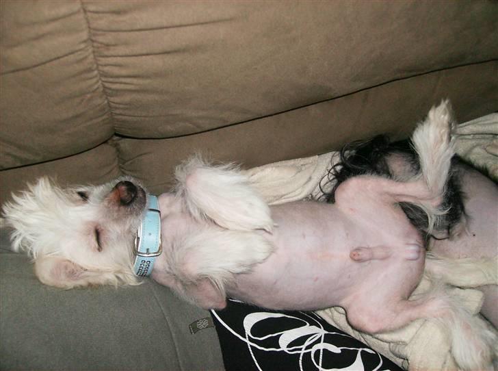 Chinese crested hårløs Cappuccino - Sådan sover jeg altså bedst !! billede 8